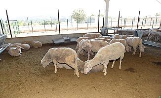 Büyükşehir'den Üreticiye Merinos Koyunu Desteği