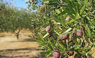 Bursa İznik'te Zeytin Ağacından Düşen Adam Öldü