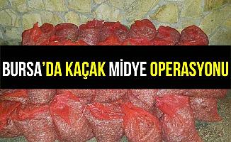 Bursa Mudanya'da Kaçak Midye Operasyonu!