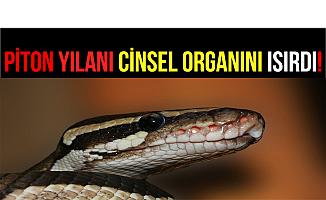 Piton Yılanı Cinsel Organını Isırdı!