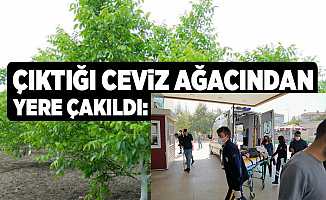 Bursa'da Ceviz Ağacından Düşen Yaşlı Adam Ağır Yaralandı
