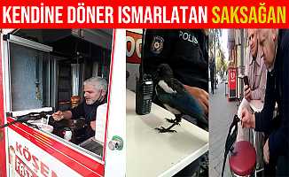 Bursa'da Kendine Döner Ismarlatan Saksağan