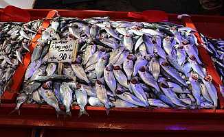 Bursa'da Ucuzlayan Çinekop Balığı Kapışıldı