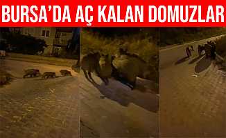 Bursa Mudanya'da Aç Kalan Domuz Sürüsü Şehre İndi