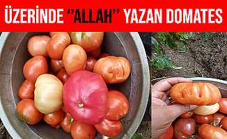 Domatesin Üzerindeki Kabartma Şeklindeki ALLAH Yazısı Şaşırttı