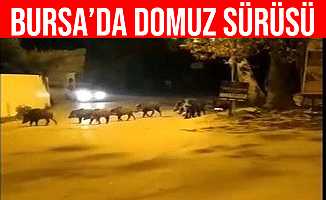 Bursa'da aç kalan domuz sürüsü ilçe merkezine indi