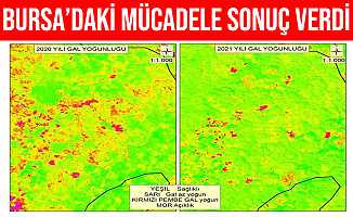 Bursa'da Gal Arısı İle Mücadele Sonuç Verdi