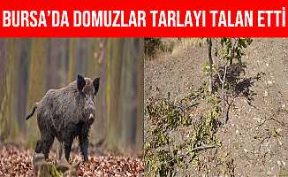 Bursa'da Yaban Domuzları Ceviz Bahçesini Talan Etti