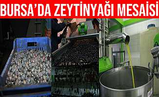 Bursa'da zeytinyağı için yağhaneler mesaiye başladı