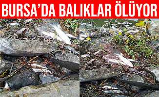 Bursa'daki Balık Ölümleri Tedirgin Ediyor