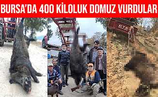 Bursa'lı Avcılar Büyükorhan'da 400 Kiloluk Domuz Vurdular