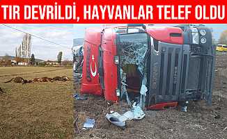 Çorum'da Hayvan Yüklü Tır Şarampole Devrildi