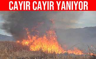 Hakkari'deki Nehir Sazlığı Cayır Cayır Yanıyor