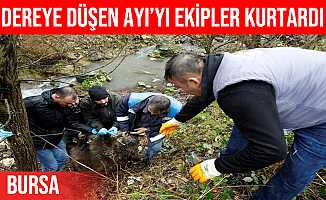 Bursa'da ayı kurtarma operasyonu