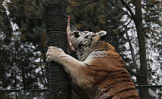 Bursa Zoopark'ta yırtıcı hayvanların beslenmeleri