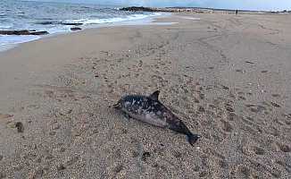 Karaburun Sahili’nde ölü yunus balığı kıyıya vurdu