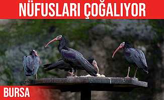 Kelaynak Kuşlarının Nüfusu Bursa'da Artıyor