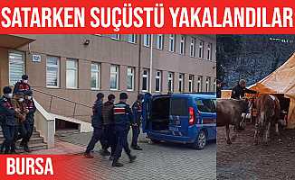 Kestel'de çaldıkları hayvanları satarken yakalandılar