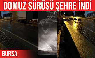 Kestel'de domuz sürüleri şehir merkezine indi