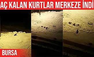 Aç kalan kurtlar Orhaneli ilçe merkezine indi