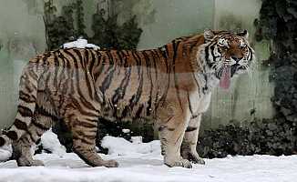 Bursa Hayvanat Bahçesi sakinlerinin kar sevinci