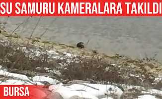 İnegöl'deki Boğazköy Barajı'nda Su Samuru Görüldü