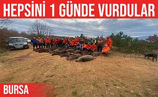 İznik'te ekinlere zarar veren 33 domuz vuruldu