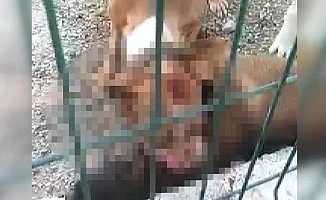 Kafesi parçalayan pitbull başka bir köpeği öldürdü
