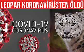Kar Leoparı Covid-19 nedeniyle hayatını kaybetti