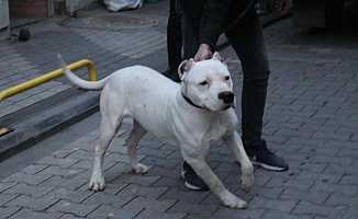 Malatya’da yan baktın kavgasında üzerine pitbull saldılar