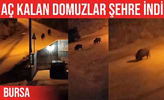 Mudanya'da aç kalan domuzlar şehir merkezine indi