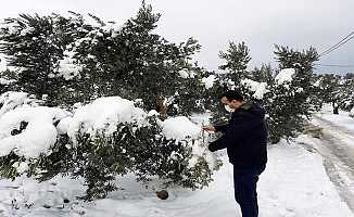 Mudanya'daki zeytin ağaçlarının dalları kırıldı