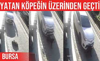 Aracıyla yolda yatan köpeğin üzerinden geçti