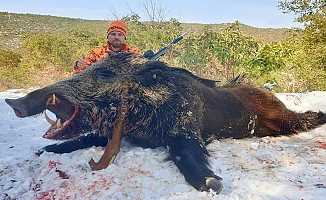 Bilecikli avcılar 160 kiloluk dev domuz vurdular