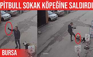 Bursa'da Pitbull Sokak Köpeğine Saldırdı