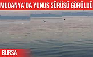 Mudanya'da yunus balıkları görüldü