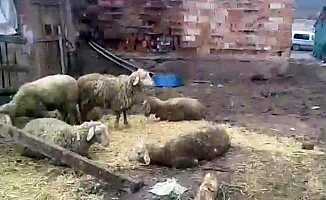Sakarya'da sokak köpekleri koyunlara saldırdı