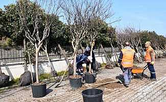 Altınova’da sökülen ağaçlara bakım