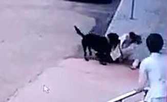 Gaziantep'te Rottweiler Cinsi Köpek Kadına Saldırdı