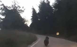 Köye inen ayıyı otomobille kovaladılar