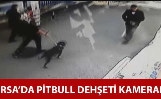 Bursada pitbul dehşeti kamerada