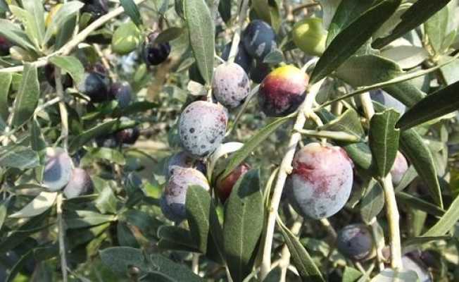 Gemlik zeytini Balıkesirli çiftçilerin yüzünü güldürdü