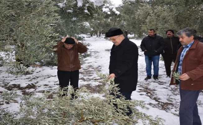 İznik Belediye Başkanı Osman Sargın Zeytin Üreticileriyle Birlikte Zeytinlikleri Gezdi
