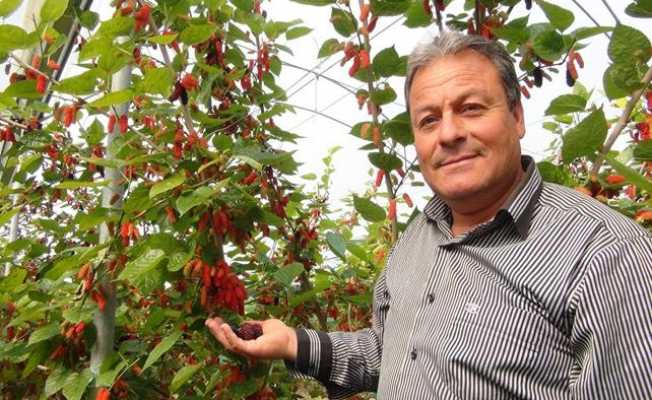 Silifkede yılın ilk karadut hasadı başladı