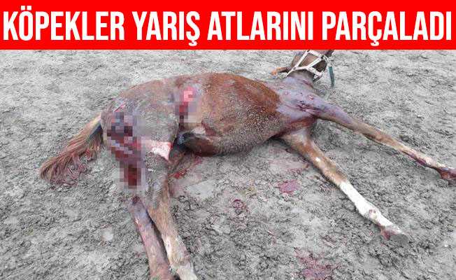 Eskişehir#039;de Aç Kalan Köpekler Yarış Atlarını Parçaladı