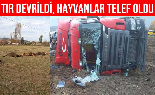 Çorum#39;da Hayvan Yüklü Tır Şarampole Devrildi