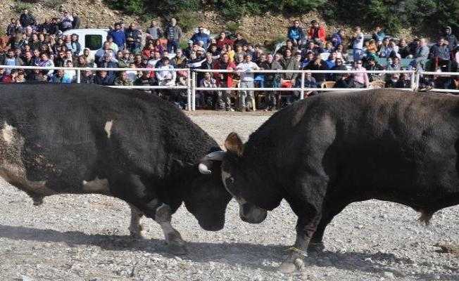 Datça#039;da Boğalar SMA Hastası Defnenin Tedavisi İçin Güreşti