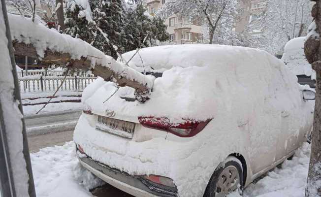 Araçlar devrilen ağaçların altında kaldı