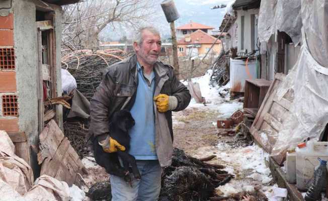 Aşı yapılan 150 keçilerinden 70i telef olan çoban aile gözyaşlarına boğuldu