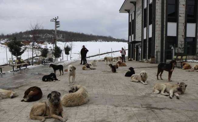 Çevre il ve ilçelerden bırakılan köpekler bir ilçenin en büyük sorunu oldu